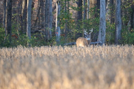 Buck in Soybean Field - deer