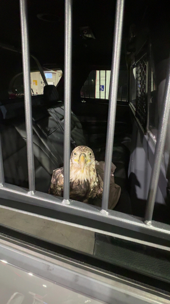 Bald Eagle "Trooper" in the back of a cruiser