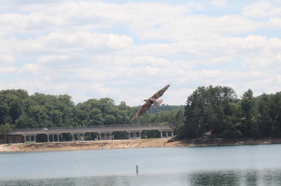 A bald eagle flying over water