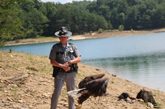 An eagle flying in front of a uniformed Trooper