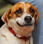 firstdog_aniservices