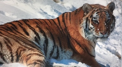 Mariette the Amur tiger