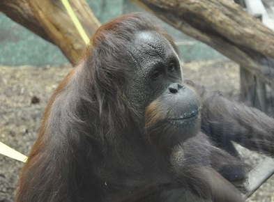 Amber orangutan