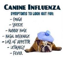 Dog Flu Symptoms