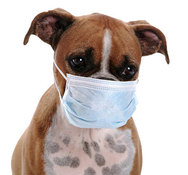 dog flu photo