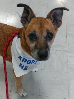 Sue the German Shepard