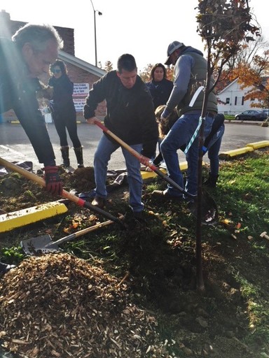 planting trees photo
