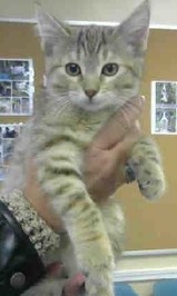 LMAS Juniper the cat