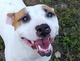 LMAS Buttercup the dog photo