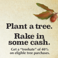 Tree rebate image