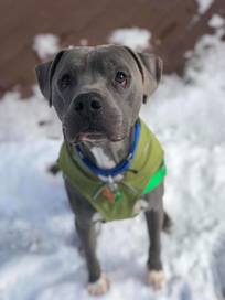 Colton the dog photo