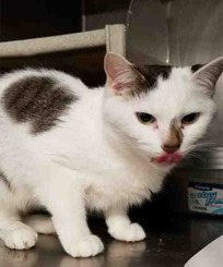 Princess the cat photo