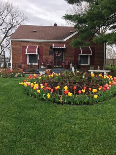tulips in Germantown