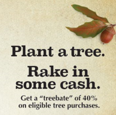 Tree Rebate