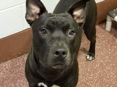 Calvin the dog photo