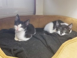 Kittens Marv and Deluka