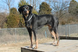 Bessy the bluetick hound