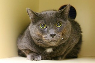 Meowrk Henry the cat