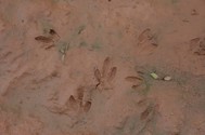 animal tracks