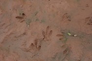 animal tracks