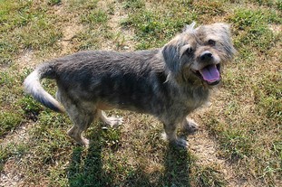 George the schnauzer