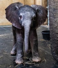 zoo elephant calf