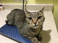 Talia the cat