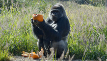 zoo photo gorilla pumpkin