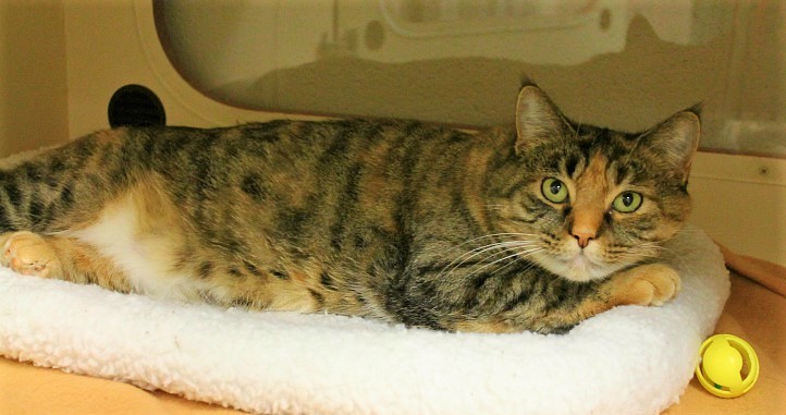 Snicker Doodle the cat