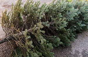 Christmas tree drop off 2019