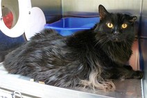 Bart the handsome senior cat