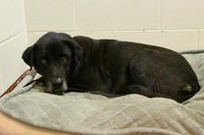 Paws the distinguished older dog