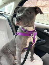 Cupcake the sweet pit bull