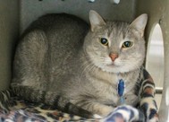 Harley Quinn the cat