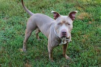 LMAS Grasshopper the pit bull