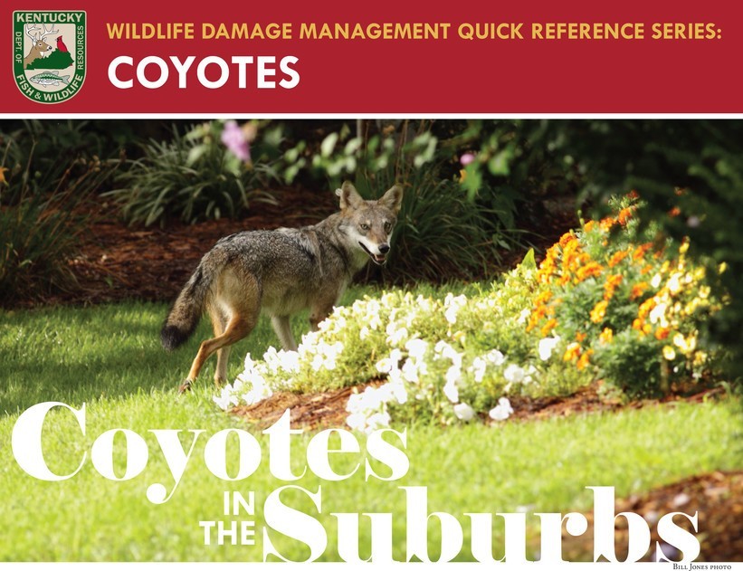 coyotes