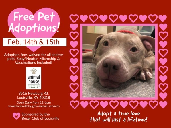 valentine adoption 2020