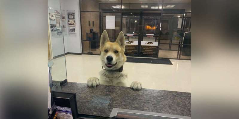Dog at Police Station