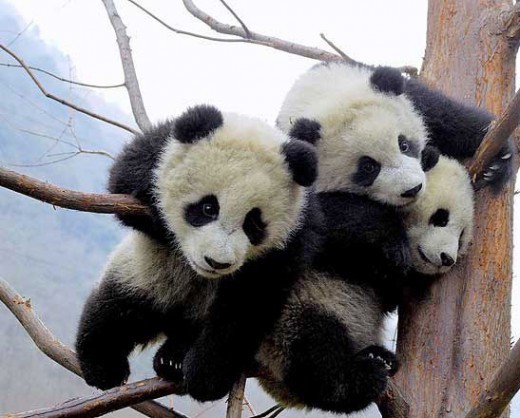 pandas