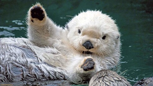 sea otters