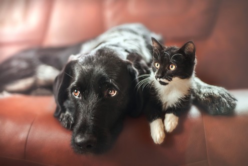 pets on couch