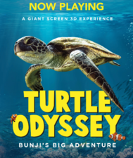 turtle odessy