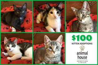 kitten adoptions
