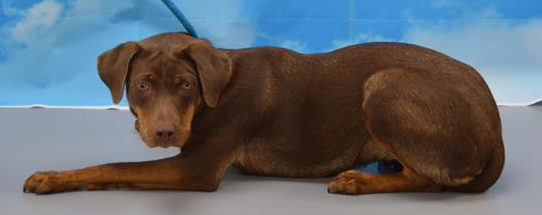 Darling Wendy the shy doggo