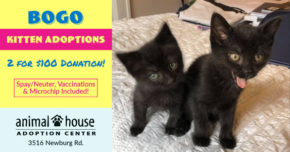 BOGO kitten adoptions