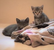 Adopt a kitten! 
