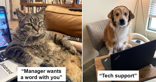 work at home meme