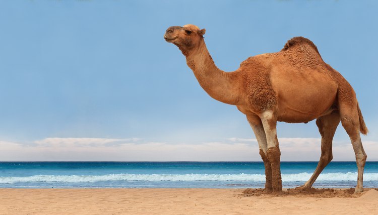 camel by ocean