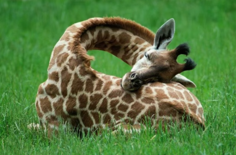 sleeping giraffe