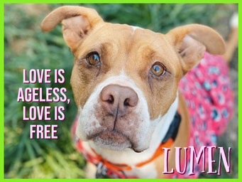 Lumen the dog